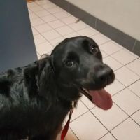 Buttercup Veterinary Hospital ico