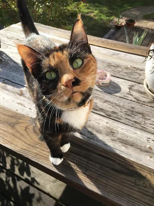 Buttercup Veterinary Hospital 8