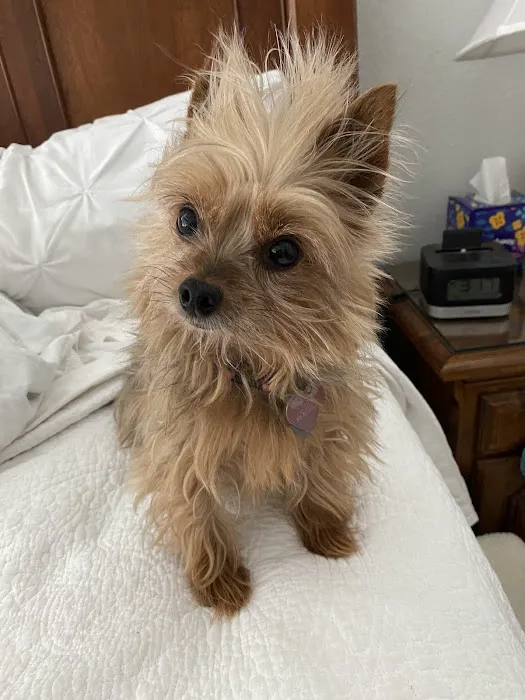 Buttercup Veterinary Hospital 5