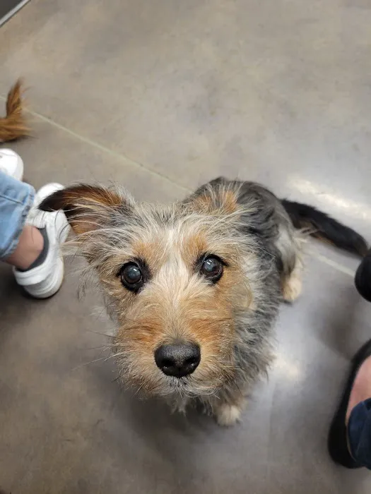Thrive Pet Healthcare - Cedar Park 4