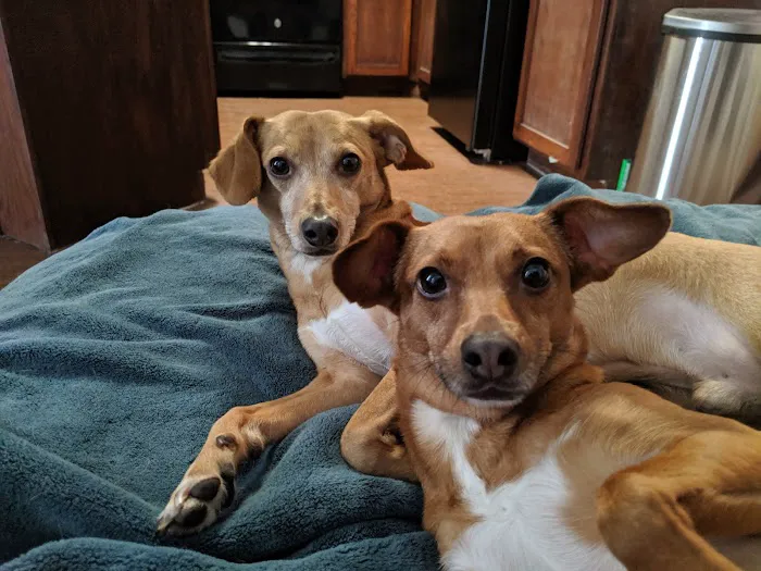 Thrive Pet Healthcare - Cedar Park 5