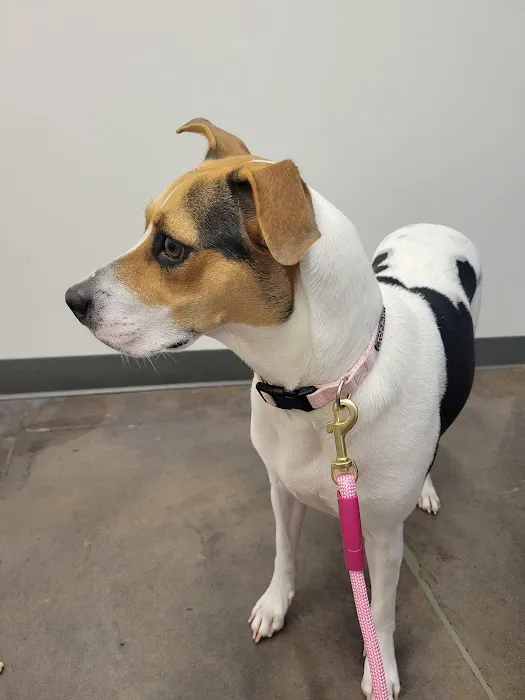 Thrive Pet Healthcare - Cedar Park 3