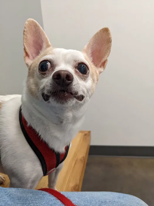 Thrive Pet Healthcare - Cedar Park 6