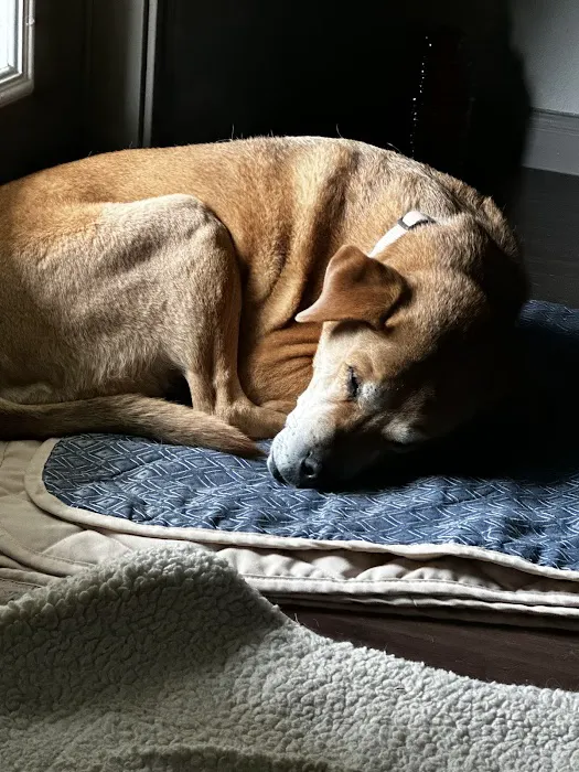 Thrive Pet Healthcare - Cedar Park 8