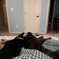 Banfield Pet Hospital ico