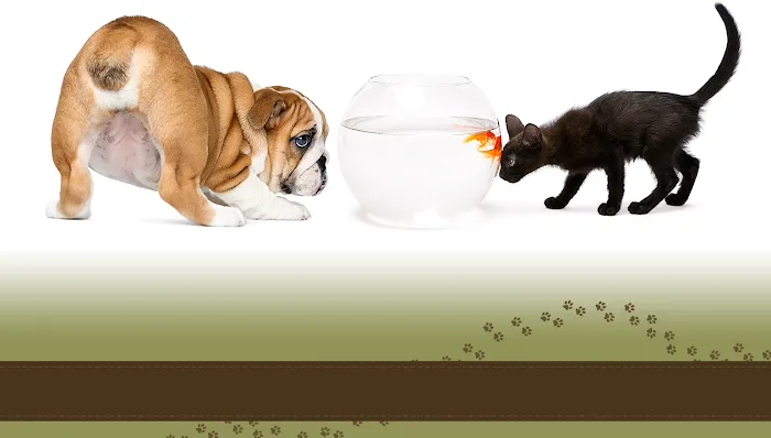 Avery Ranch Animal Hospital 10