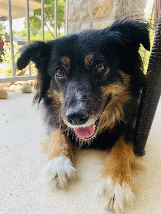 Avery Ranch Animal Hospital 1