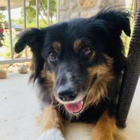 Avery Ranch Animal Hospital ico
