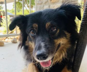 Avery Ranch Animal Hospital