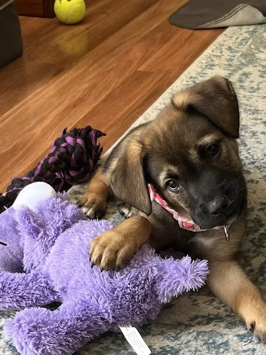 Avery Ranch Animal Hospital 6