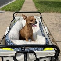 Banfield Pet Hospital ico