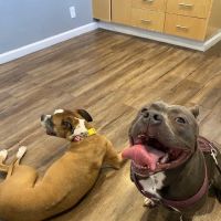 Firehouse Animal Health Center 183 ico