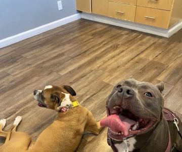 Firehouse Animal Health Center 183