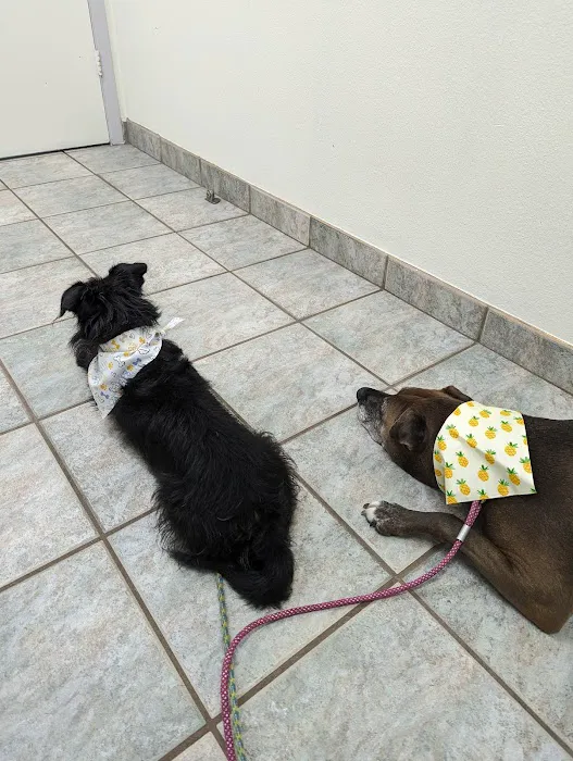 VCA Anderson Mill Animal Hospital 10