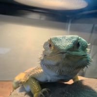Agave Vet Care & Exotic Animal Hospital ico