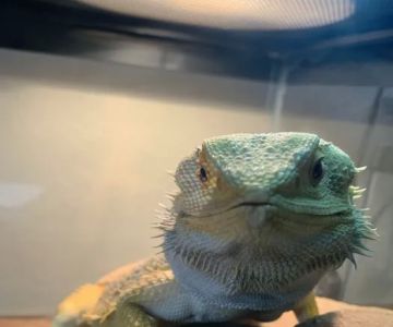 Agave Vet Care & Exotic Animal Hospital