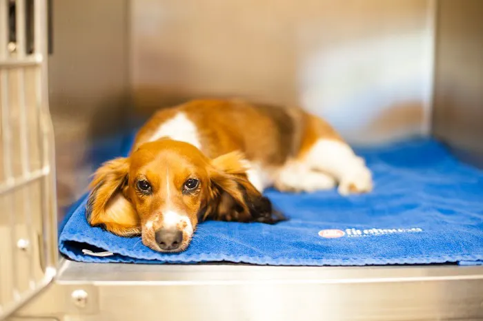 Firehouse Animal Health Center Westlake 1