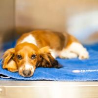 Firehouse Animal Health Center Westlake ico