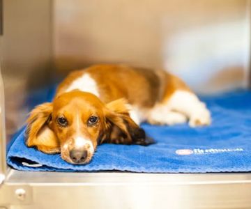 Firehouse Animal Health Center Westlake