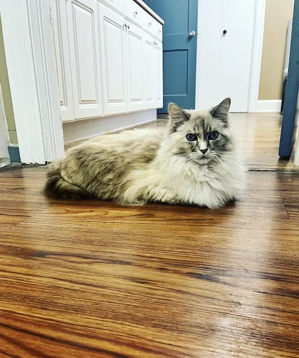 Cat Hospital of Austin 10