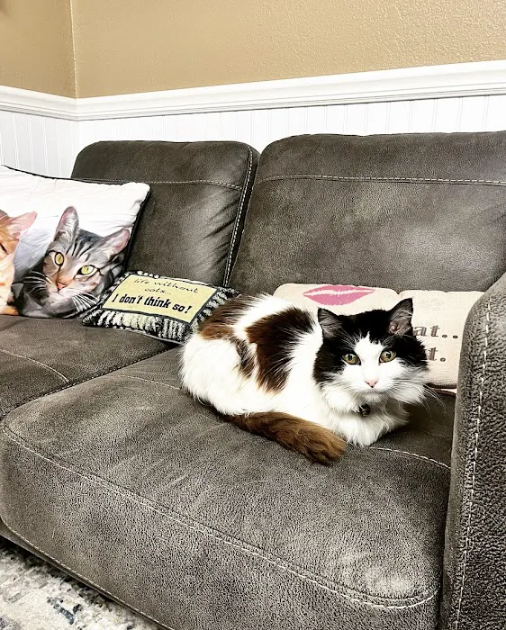Cat Hospital of Austin 9