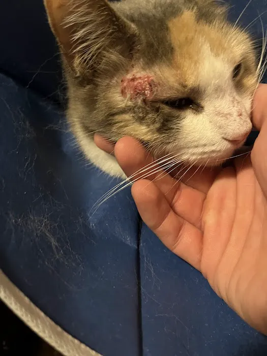Cat Hospital of Austin 7