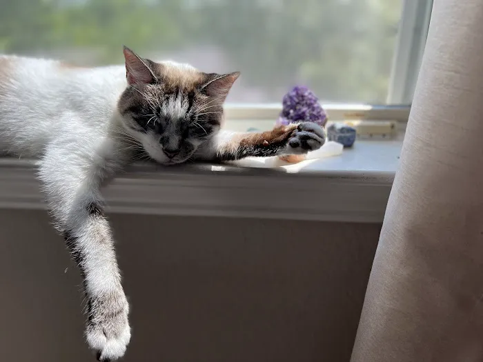 Cat Hospital of Austin 3