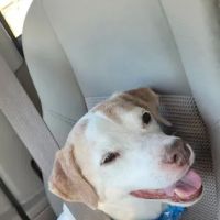 Best Vet ico