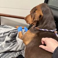 Veterinary Emergency Group ico