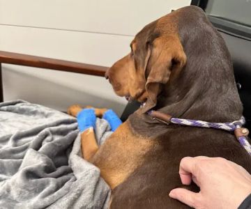 Veterinary Emergency Group