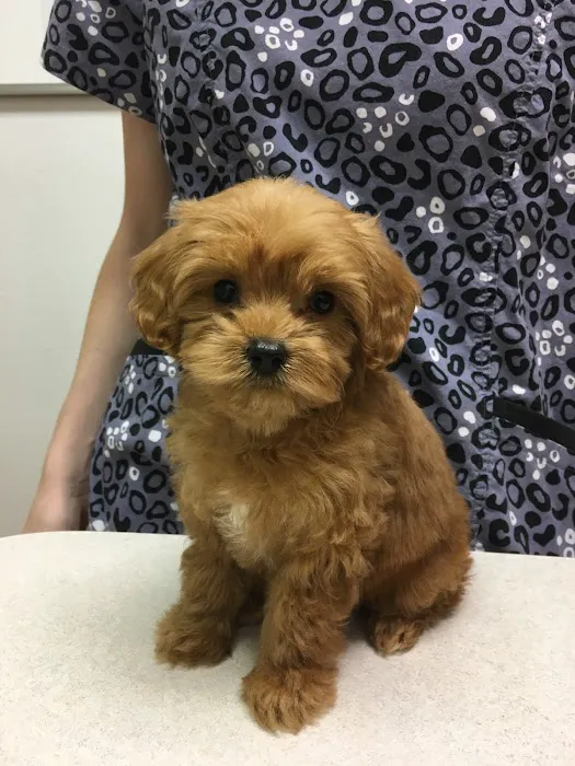 Barton Creek Animal Clinic 4