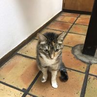 Barton Creek Animal Clinic ico