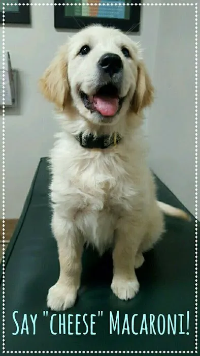 Westlake Animal Hospital, A Thrive Pet Healthcare Partner 6