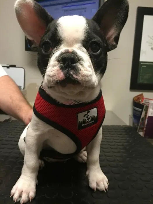 Westlake Animal Hospital, A Thrive Pet Healthcare Partner 4