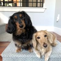 PAZ Veterinary West ico