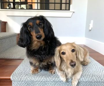 PAZ Veterinary West