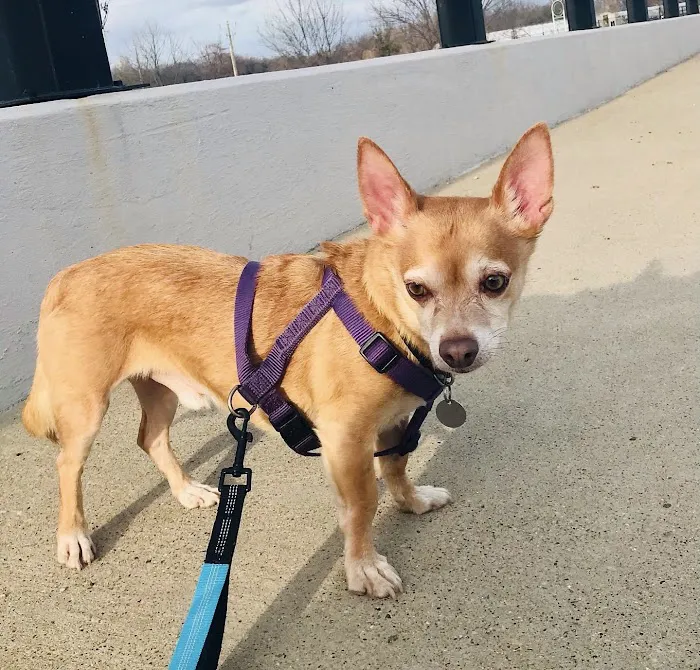 PAZ Veterinary West 5