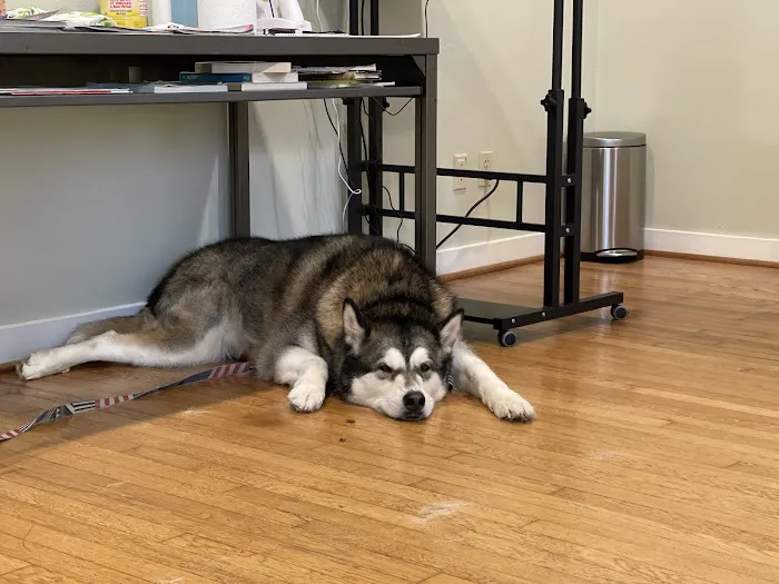 Animal Dermatology Clinic 7