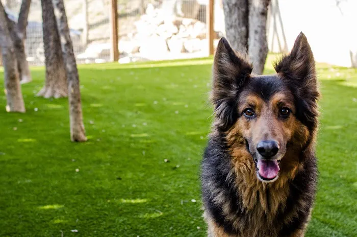 Spicewood Springs Animal Hospital 5