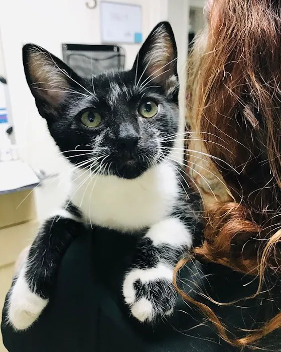 Spicewood Springs Animal Hospital 3