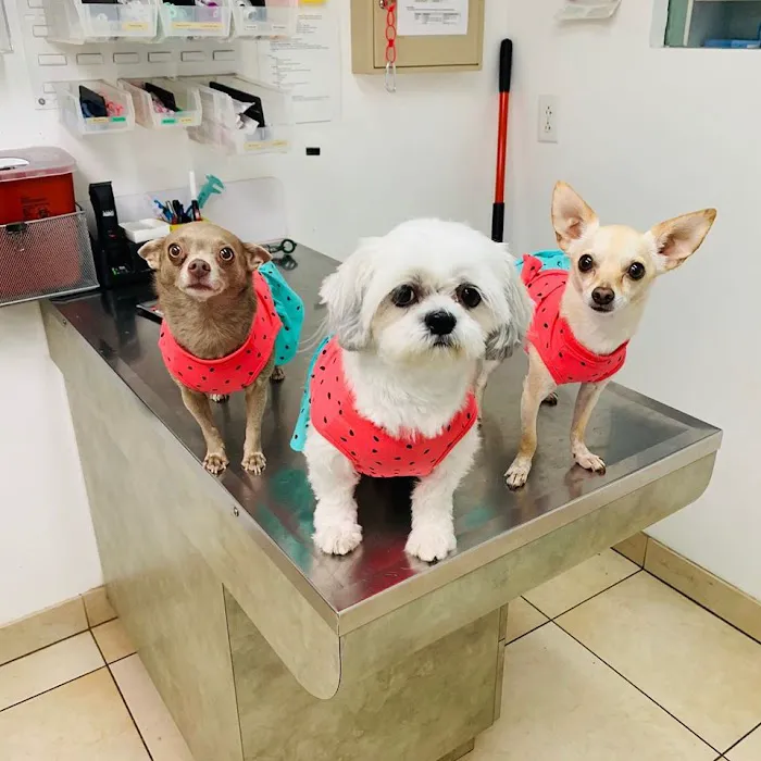 Spicewood Springs Animal Hospital 4