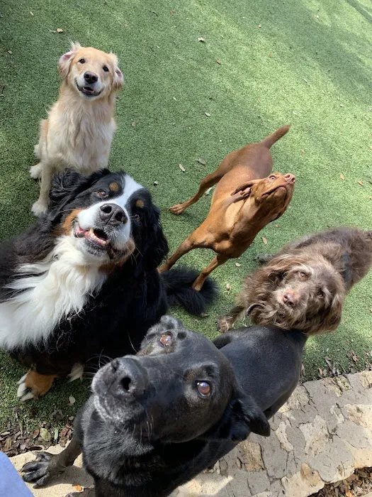 Spicewood Springs Animal Hospital 10