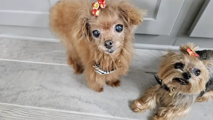 Eye Care for Animals - Far West Blvd Austin 1