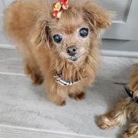 Eye Care for Animals - Far West Blvd Austin ico