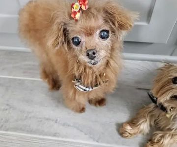 Eye Care for Animals - Far West Blvd Austin