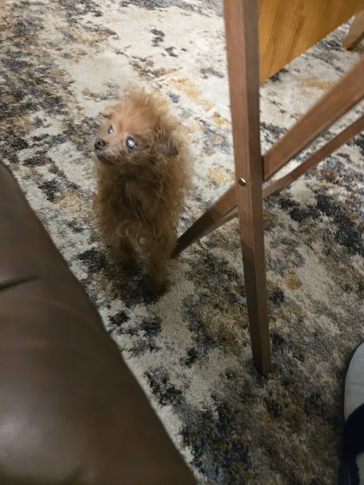 Eye Care for Animals - Far West Blvd Austin 2