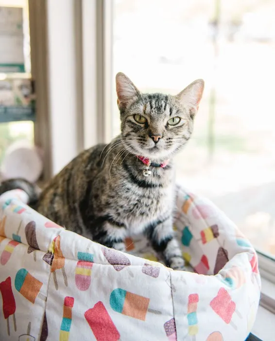 ATX Animal Clinic 9