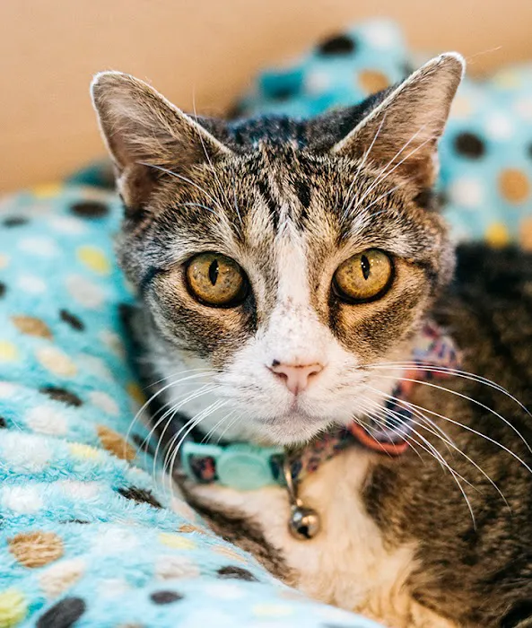 ATX Animal Clinic 7