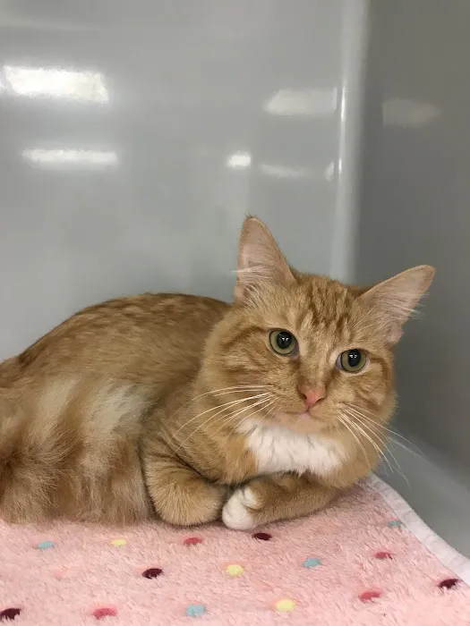 Spicewood Springs Cat Hospital 2