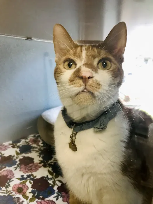 Spicewood Springs Cat Hospital 3